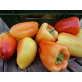 Paprika, geflammt ''Sennegold''
