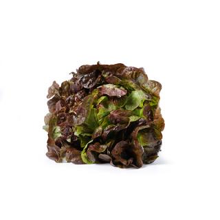 Krullsalat, rot
