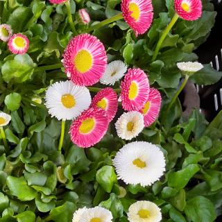 Gänseblümchen (Bellis perennis)  T10,5