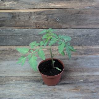 Cherrytomatenpflanze  rot