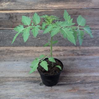 Tomatenpflanze Black Cherry