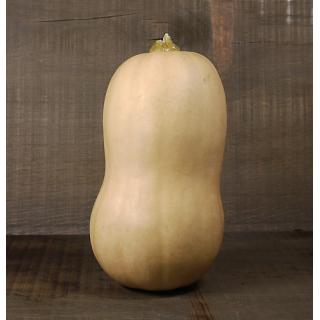 Kürbis Butternut