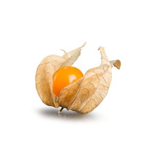 Physalis