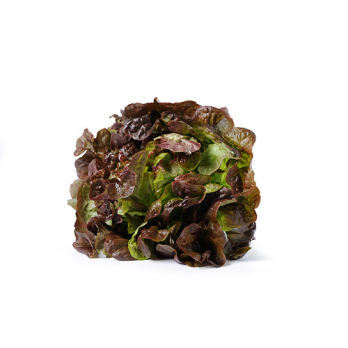 Krullsalat, rot
