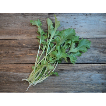 Stielmus (Rezepte unter www.biohof-gt.de/cms-ausgabe.php?site=Rezepte&s=stielmu)