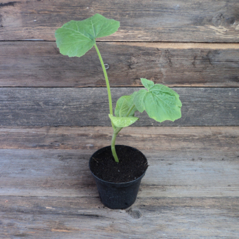 Kürbispflanze Hokkaido