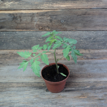 Cherrytomatenpflanze  rot