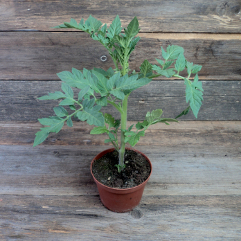 Tomatenpflanze Annajune