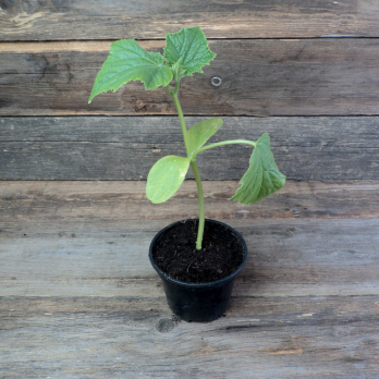 Gurkenpflanze ''Cleopha''