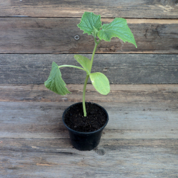 Gurkenpflanze Freilandgurke