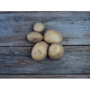 Kartoffeln mk Neue Ernte