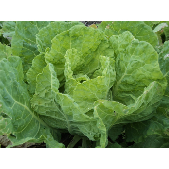 Butterkohl (historisches Gemüse)