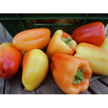 Paprika, geflammt ''Sennegold''