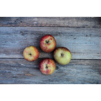 Apfel Boskoop
