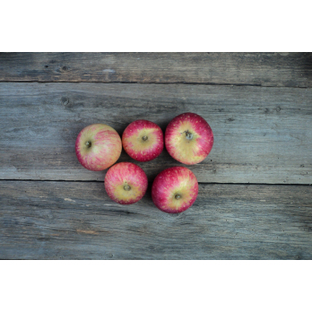 Äpfel LippoldsbergerTiefenblüte