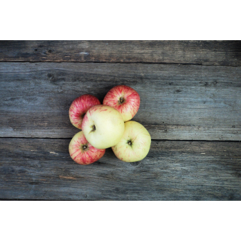 Apfel Geheimrat Oldenburg